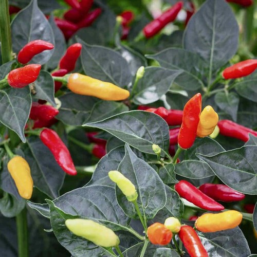 Люти чушки Табаско / Tabasco