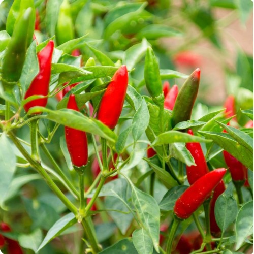Люти чушки Табаско / Tabasco