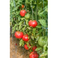 Домати Белмонте F1