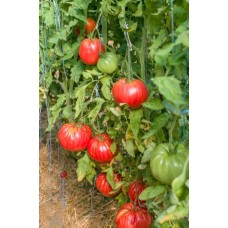 Домати Белмонте F1