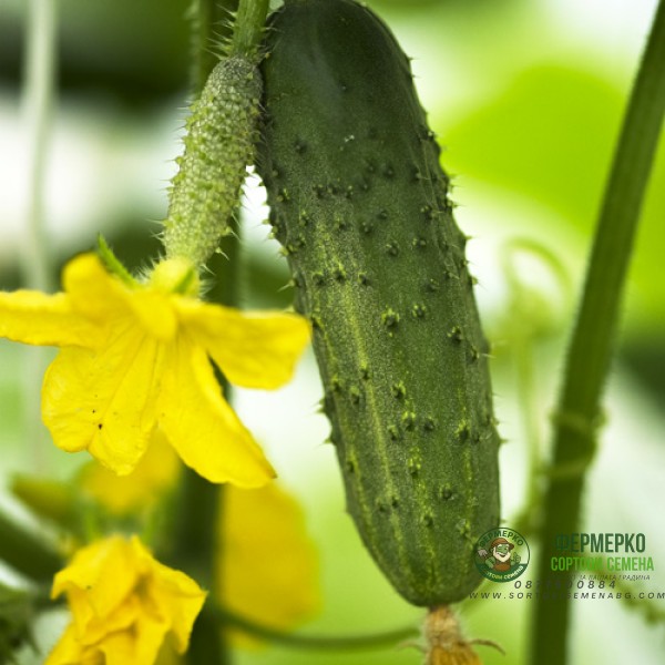 Корнишони Реал F1