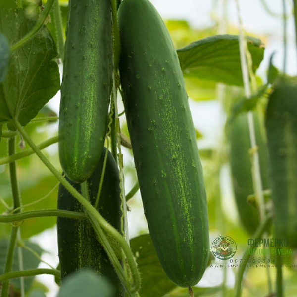 Краставици Мисир F1