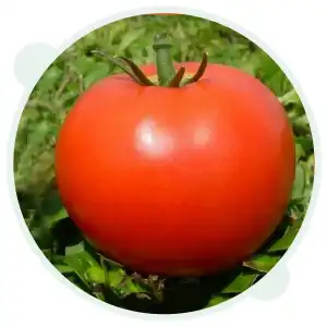 Домати Фантом  F1