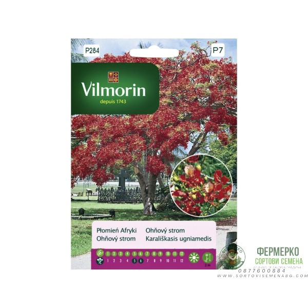 Огнено дърво Delonix regia