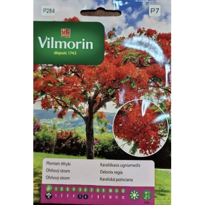 Огнено дърво / Delonix regia