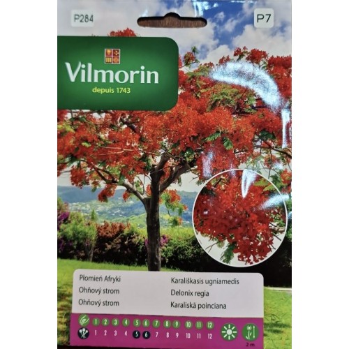 Огнено дърво / Delonix regia