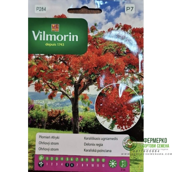 Огнено дърво Delonix regia