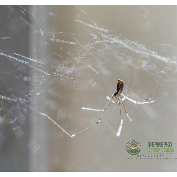 Зиг Заг MagnaTela - против паяци и образуване на паяжини