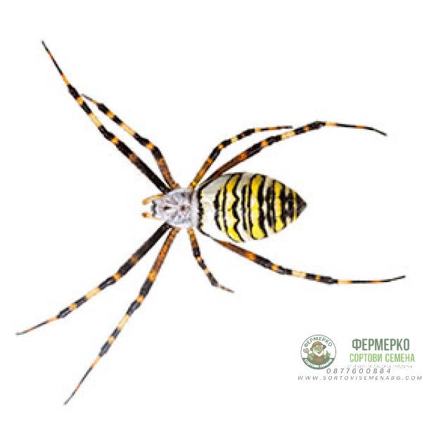 Зиг Заг MagnaTela - против паяци и образуване на паяжини