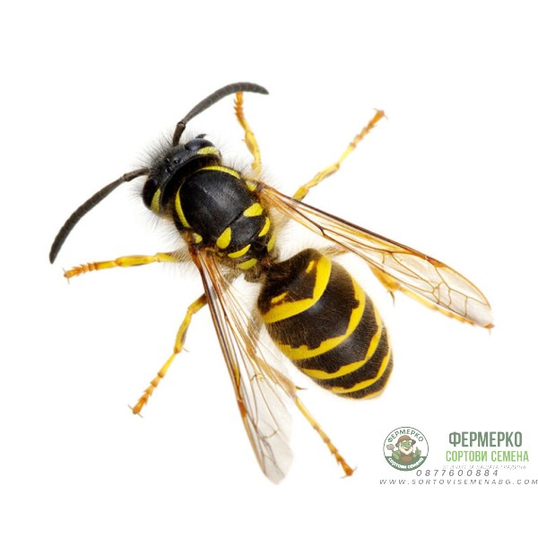 Зиг Заг Vespaio Power – за борба с оси, стършели и техните гнезда