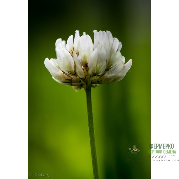 Бяла детелина