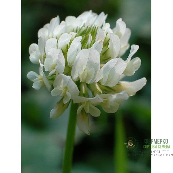 Бяла детелина