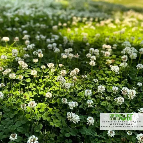 Бяла детелина Бяла детелина