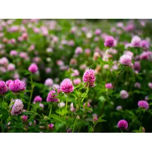 Червена детелина