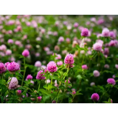 Червена детелина