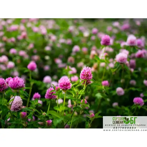 Червена детелина Червена детелина