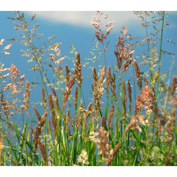 Червена Власатка Максима 1 Festuca rubra Maxima 1