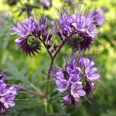 Фацелия Phacelia tanacetifolia