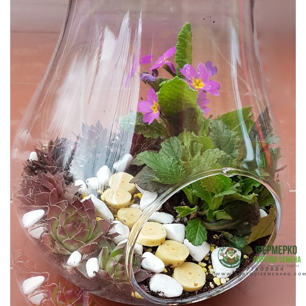 Стъклена круша