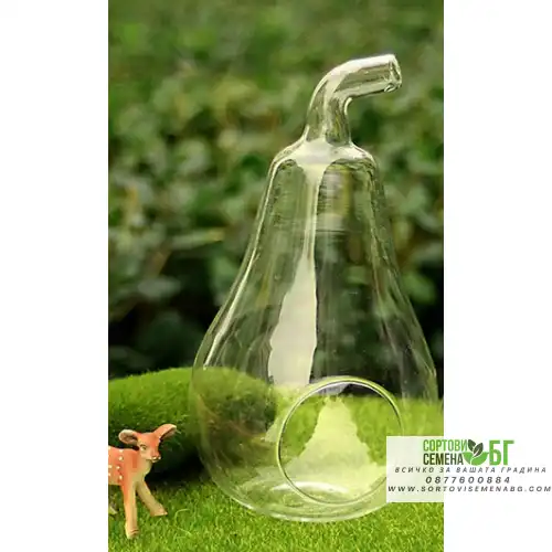 Стъклена круша Стъклена круша