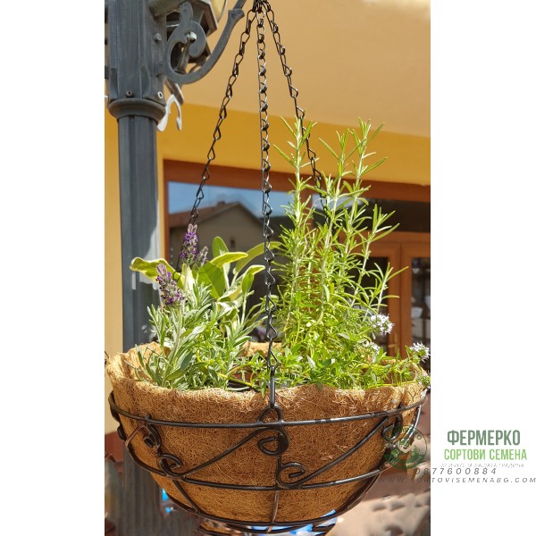 Висяща кашпа (Ковано желязо) с кокос и 4 вида билки подправки – по избор