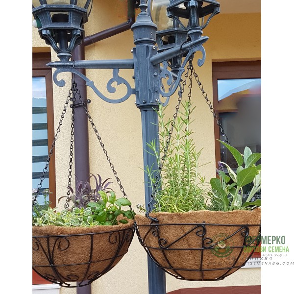 Висяща кашпа (Ковано желязо) с кокос и 4 вида билки подправки – по избор