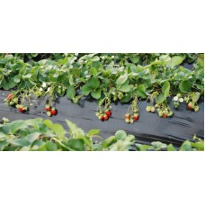 Фолио за предпазване (мулчиране) на почвата с сребърно-черен филм 1,2х20м.