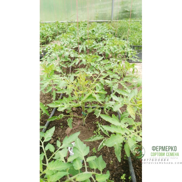 Щипки за домати, грозде и други растения ф23