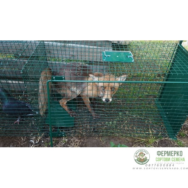 Капан за лисици с жива примамка