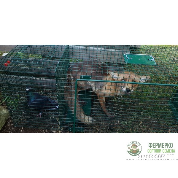 Капан за лисици с жива примамка