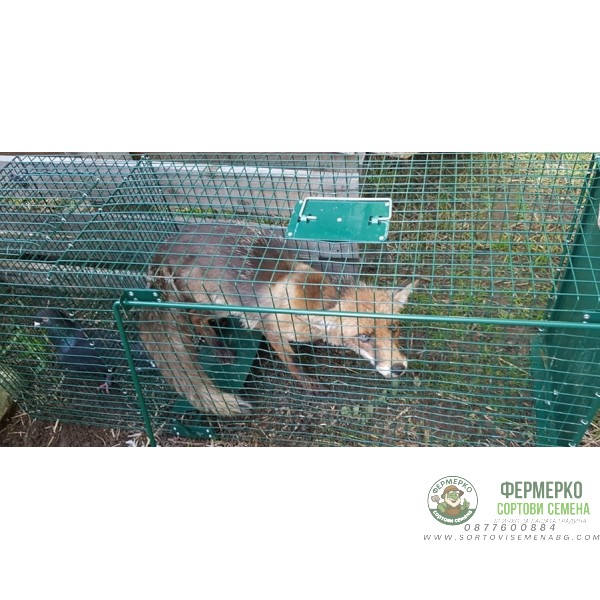 Капан за лисици с жива примамка