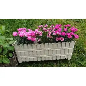 Комплект Саксия тип кошничка + карамфилчета