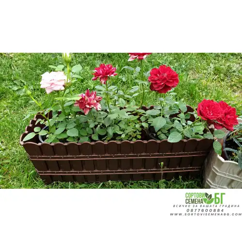 Комплект Саксия тип кошничка + Мини Рози Комплект Саксия тип кошничка + Мини Рози