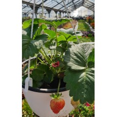 Саксийна Ягода във висяща саксия с кука (с плодове или цвят)