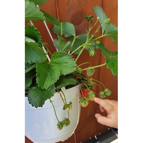 Саксийна Ягода във висяща саксия с кука (с плодове или цвят)