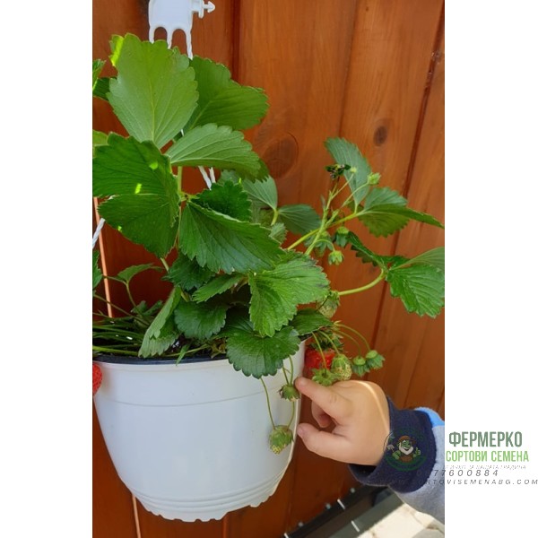 Саксийна Ягода във висяща саксия с кука (с плодове или цвят)