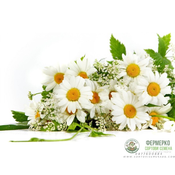 Билков имунитет - подаръчен пакет с игра за всяко любопитно хлапе Билков имунитет - подаръчен пакет с игра за всяко любопитно хлапе