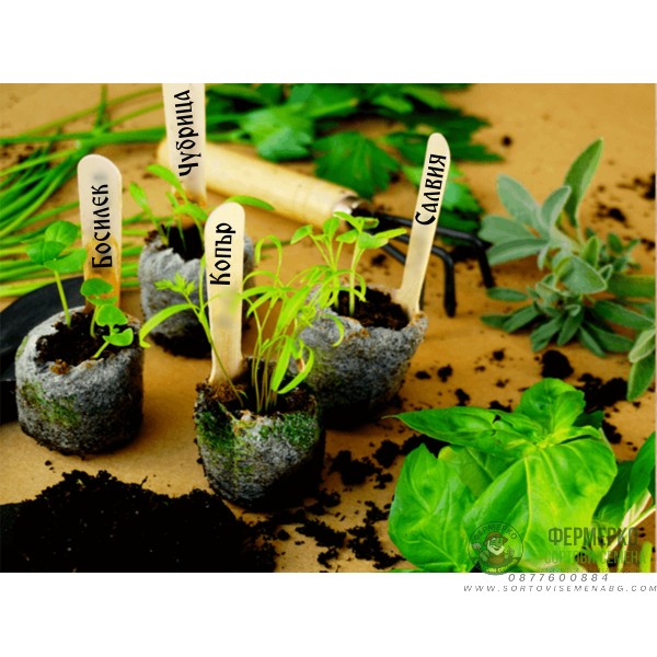 Колекция с 12 сорта от най-популярните ароматни Билки