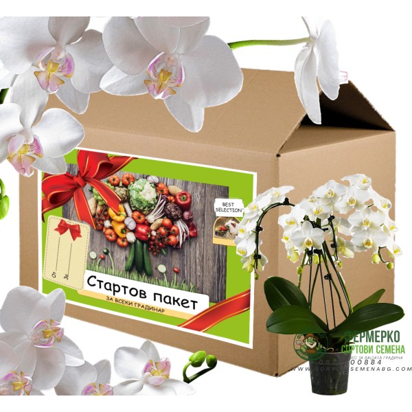 Стартов пакет за моята Любима Орхидея