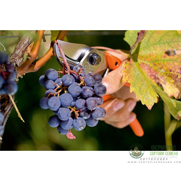 Овощарска ножица с извито острие и с извита ръкохватка (тип секатор) LOWE 8