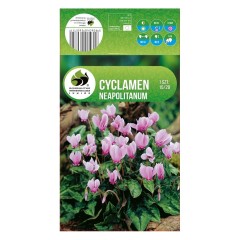 Циклама Cyclamen Neapolitanum - 1 бр луковицa
