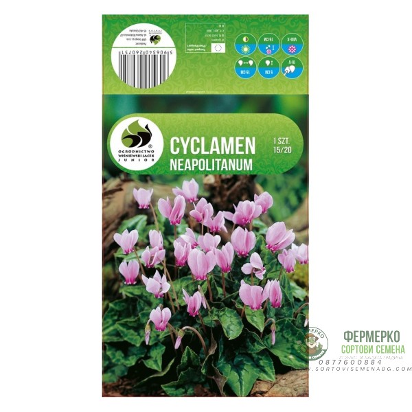 Циклама Cyclamen Neapolitanum - 1 бр луковицa