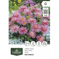 Далия (Гергина) Принцесата - 1 бр луковицa