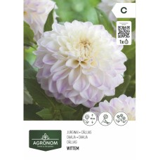 Далия (Гергина) Бяла - 1 бр луковицa