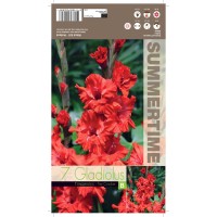 Гладиоли Fire Cracker / Gladiolus L - 7 бр луковици