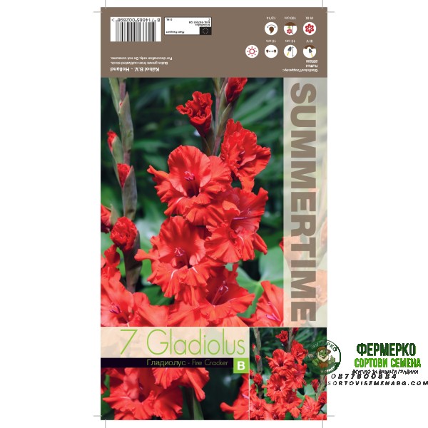 Гладиоли Fire Cracker Gladiolus L - 7 бр луковици