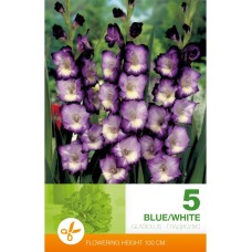 Гладиола бяло и синьо Gladiolus blue white - 5 бр луковицa