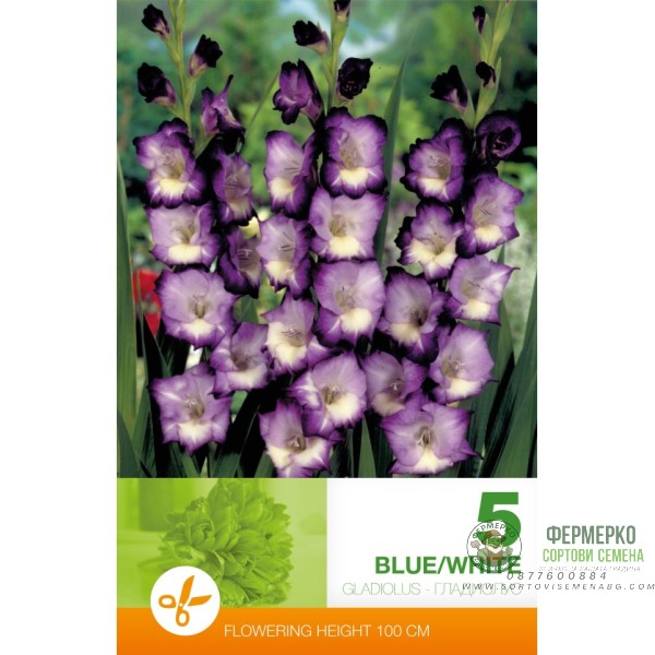 Гладиола бяло и синьо Gladiolus blue white - 5 бр луковицa