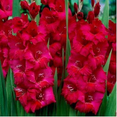 Гладиола Plum Tart - 5 бр луковицa