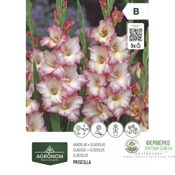 Гладиола Priscilla - 5 бр луковицa